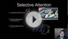 AP Psychology - Sensation & Perception - Part 1 - The Basics